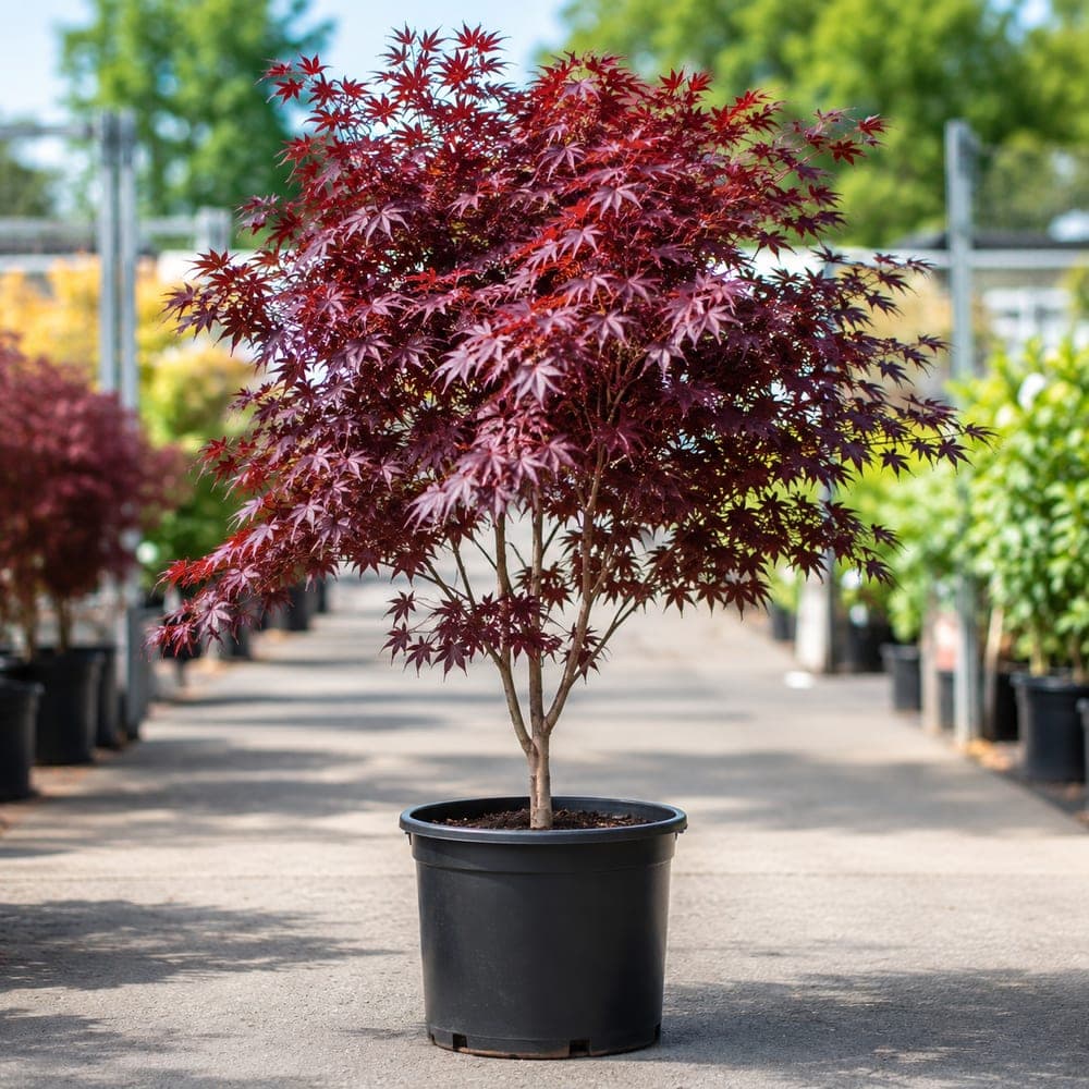 Bloodgood Japanese Maple for sale in 7 Gallon pot at BB Blossoms