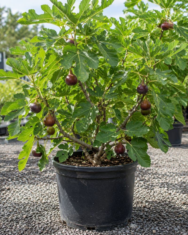 Brown Turkey Fig for sale in 3 Gallon pot at BB Blossoms