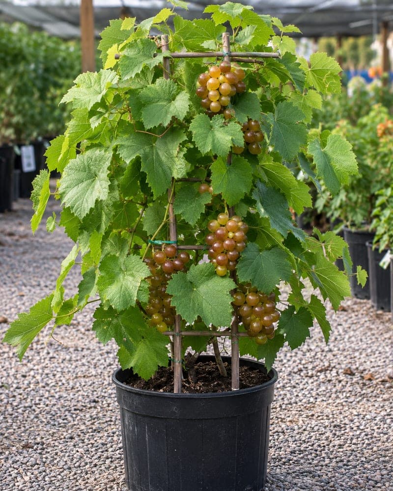 Carlos Muscadine for sale in 3 Gallon pot at BB Blossoms