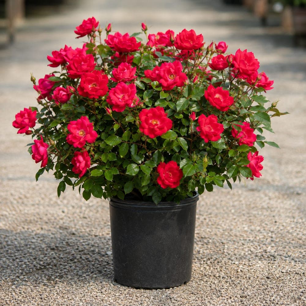 Knock Out Rose for sale in 3 Gallon pot at BB Blossoms