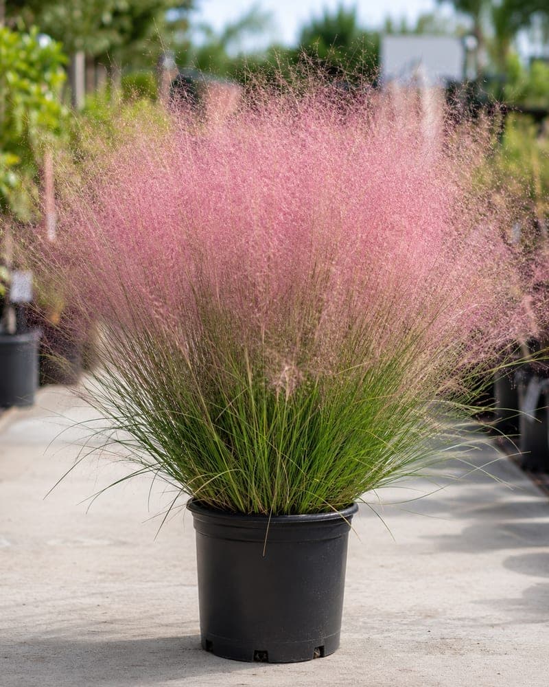 Pink Muhly Grass for sale in 1 Gallon pot at BB Blossoms