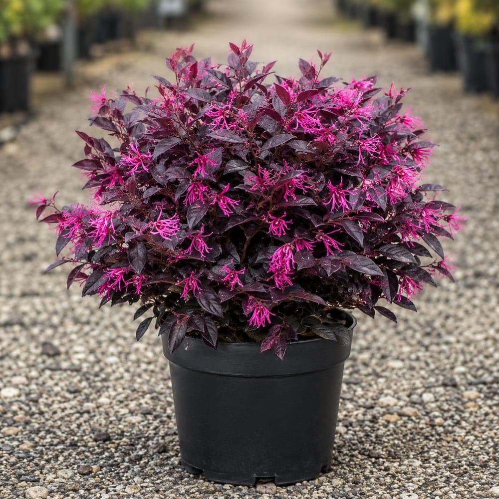 Purple Diamond Loropetalum for sale in 3 Gallon pot at BB Blossoms