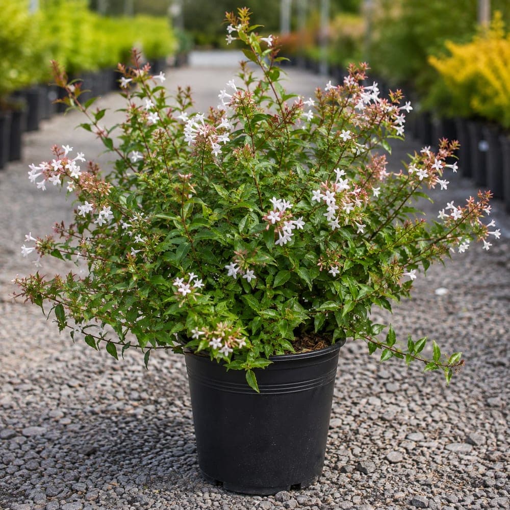 Abelia for sale in 3 Gallon pot at BB Blossoms