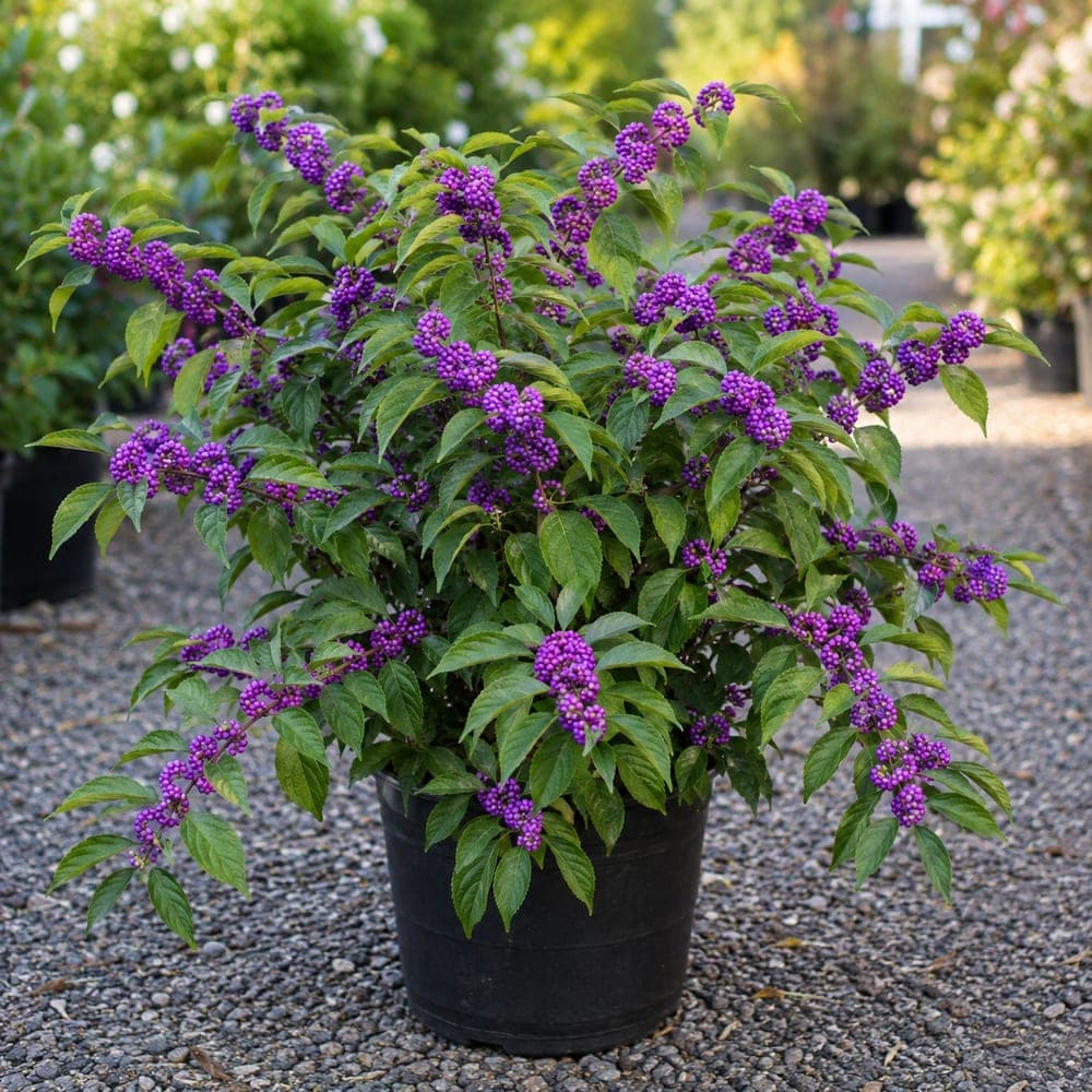 American Beautyberry for sale in 3 Gallon pot at BB Blossoms