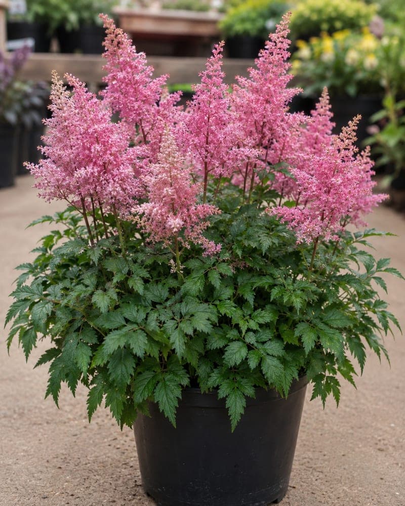 Astilbe for sale in 1 Gallon pot at BB Blossoms