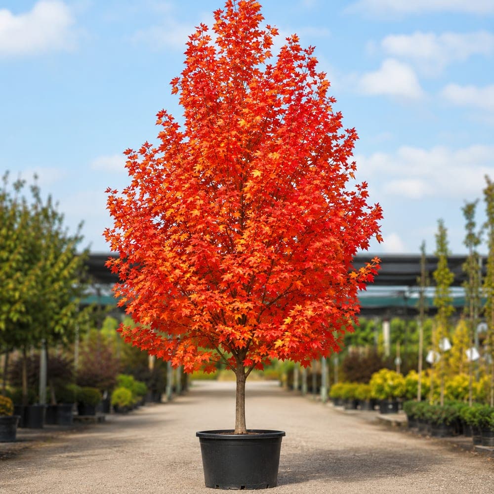 Autumn Blaze Maple for sale in 15 Gallon pot at BB Blossoms