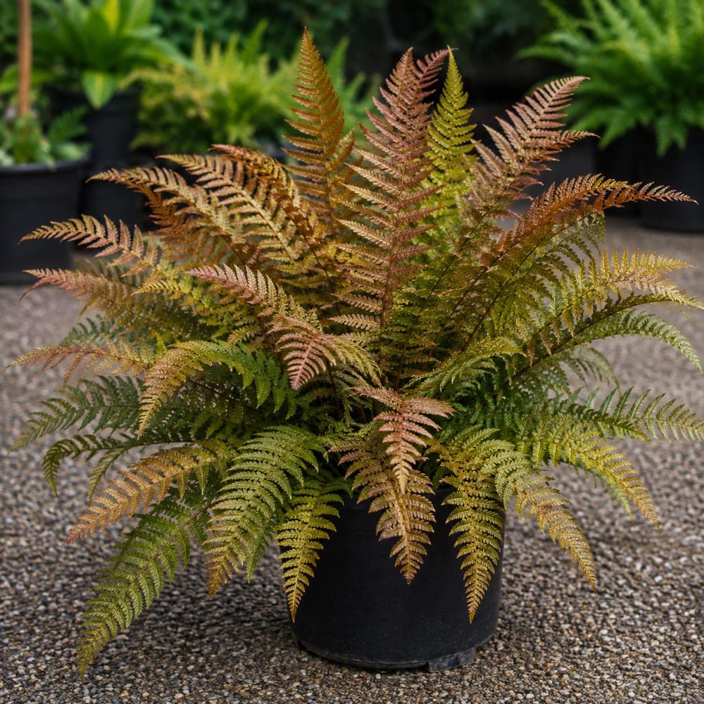Autumn Fern for sale in 1 Gallon pot at BB Blossoms