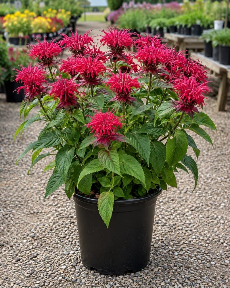 Bee Balm for sale in 1 Gallon pot at BB Blossoms