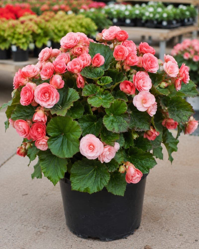 Begonia for sale in 4.5 inch pot pot at BB Blossoms