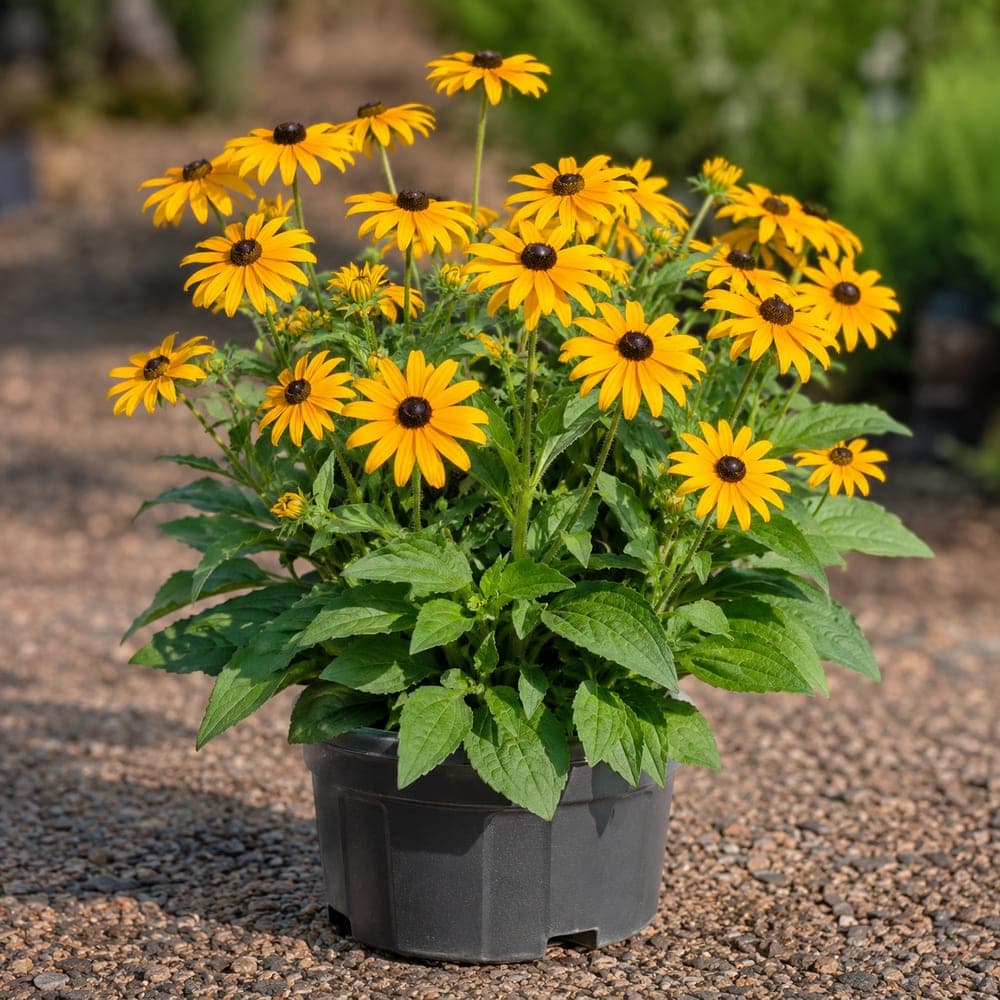 Black-Eyed Susan for sale in 1 Gallon pot at BB Blossoms