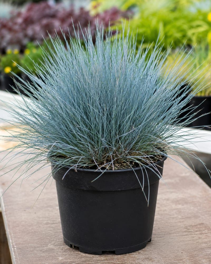 Blue Fescue for sale in 1 Gallon pot at BB Blossoms