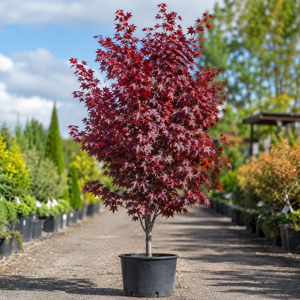 Brandywine Red Maple for sale in 15 Gallon pot at BB Blossoms
