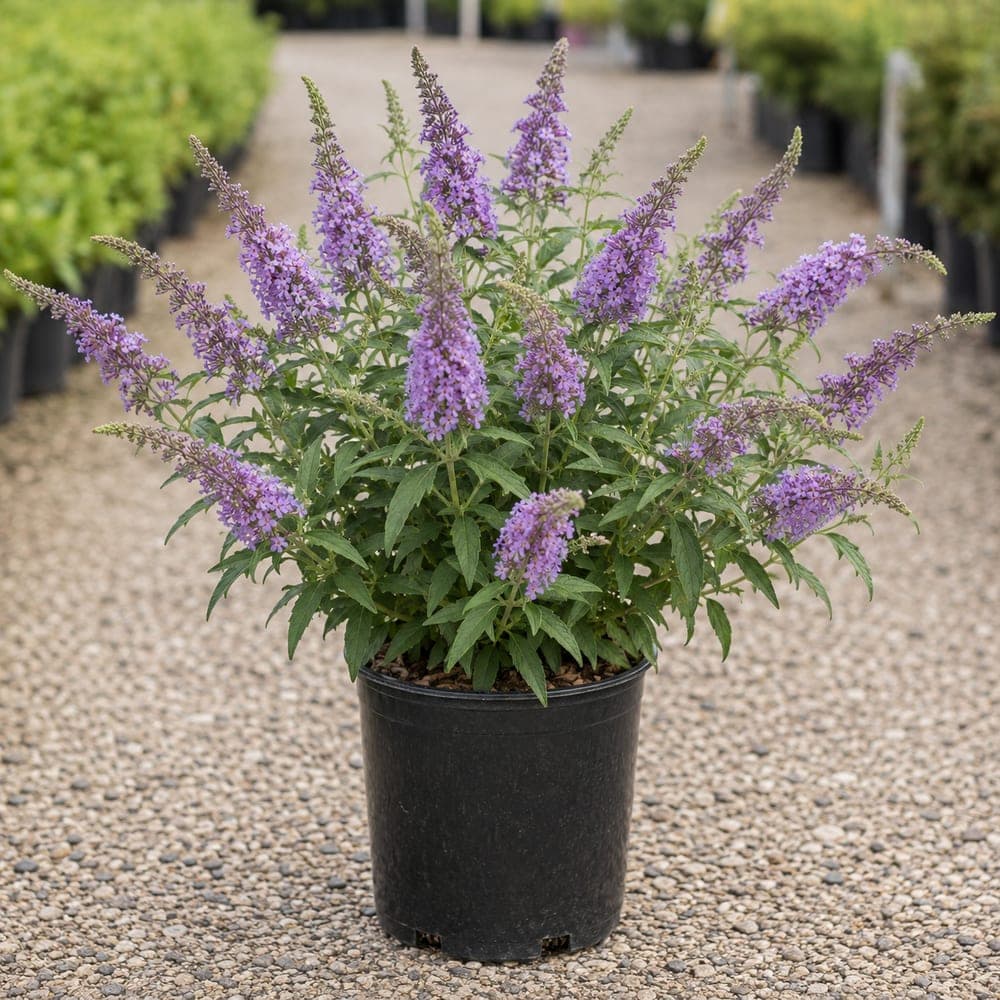 Butterfly Bush for sale in 3 Gallon pot at BB Blossoms