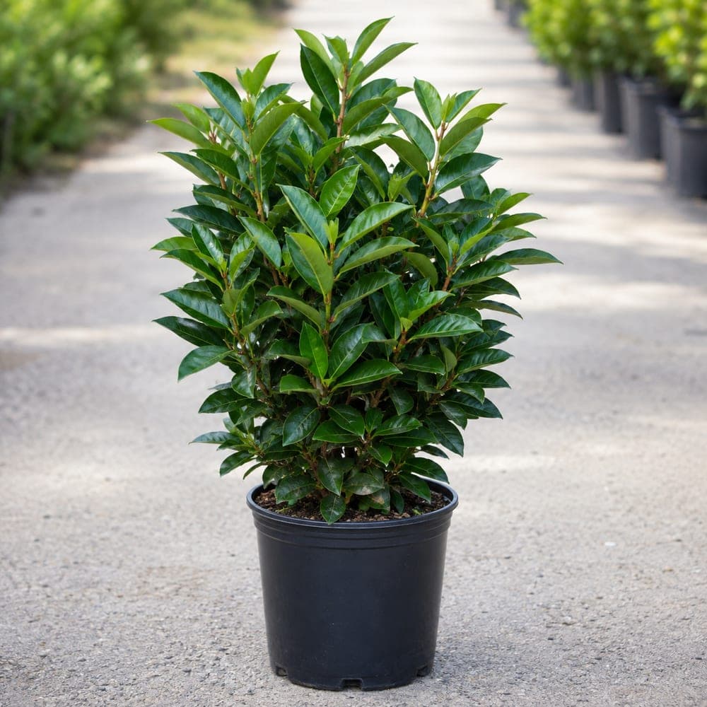 Carolina Cherry Laurel for sale in 7 Gallon pot at BB Blossoms