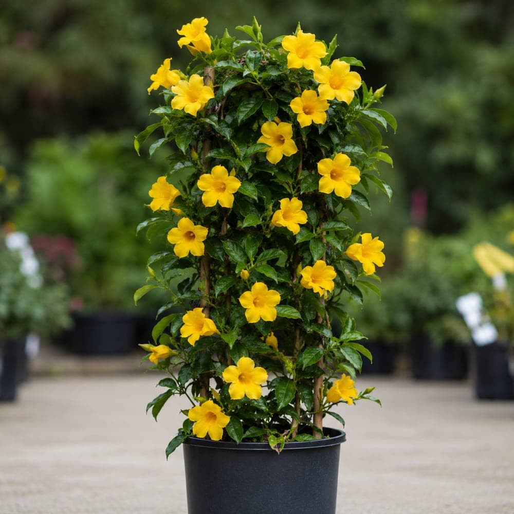 Carolina Jessamine for sale in 3 Gallon pot at BB Blossoms
