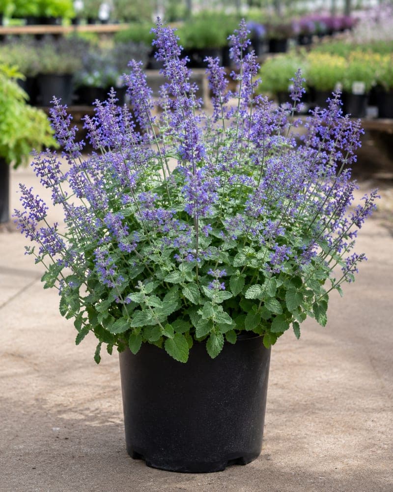 Catmint for sale in 1 Gallon pot at BB Blossoms