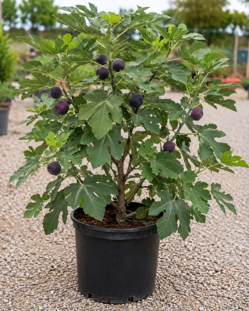 Chicago Hardy Fig for sale in 3 Gallon pot at BB Blossoms