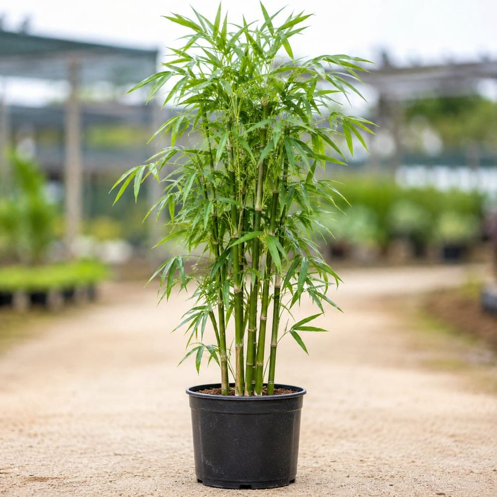 Clumping Bamboo for sale in 15 Gallon pot at BB Blossoms
