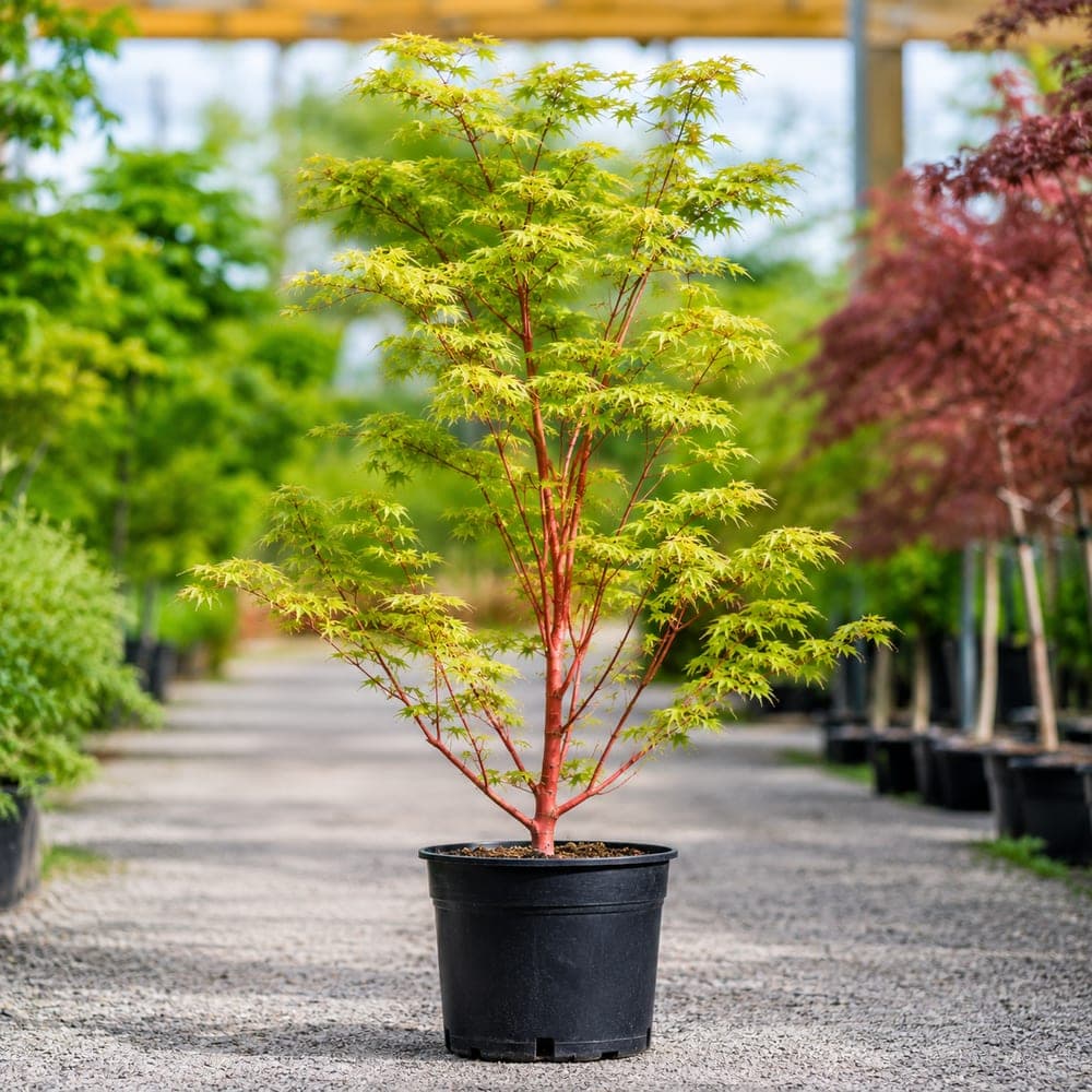 Coral Bark Japanese Maple for sale in 7 Gallon pot at BB Blossoms