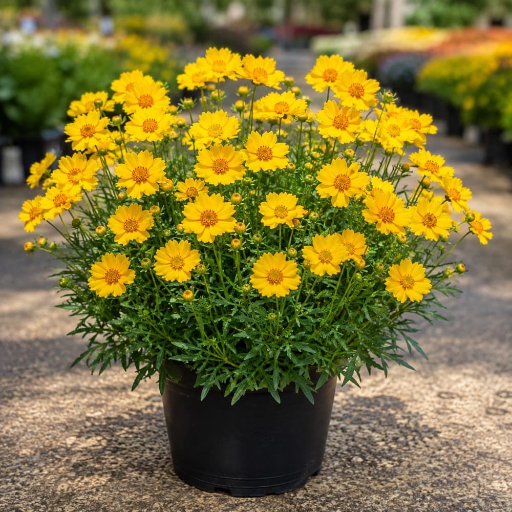 Coreopsis for sale in 1 Gallon pot at BB Blossoms