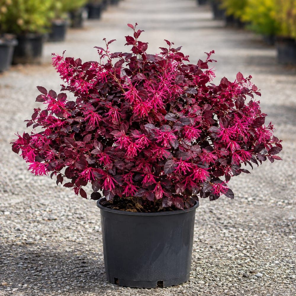 Crimson Fire Loropetalum for sale in 3 Gallon pot at BB Blossoms