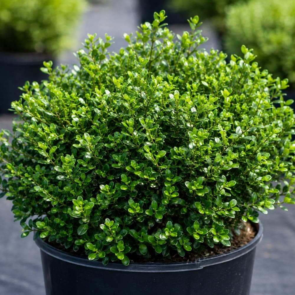 Dwarf Yaupon Holly for sale in 3 Gallon pot at BB Blossoms