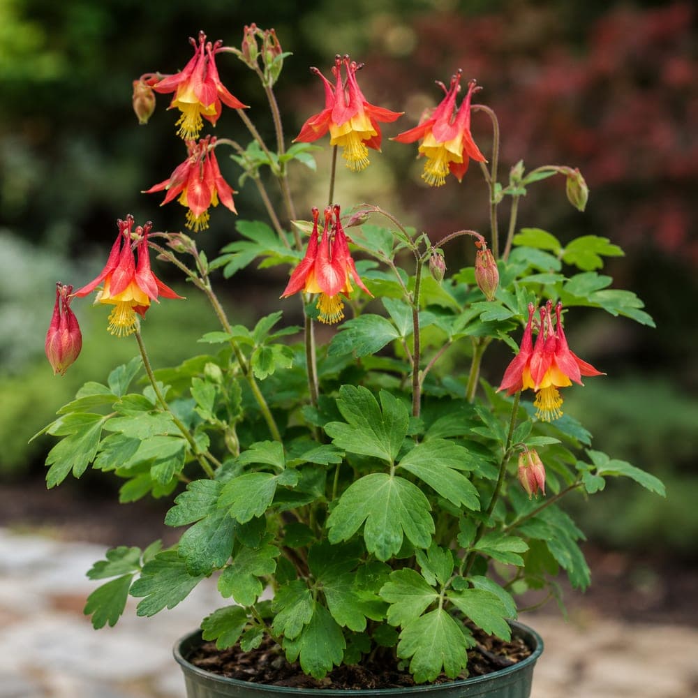 Eastern Columbine for sale in 1 Gallon pot at BB Blossoms