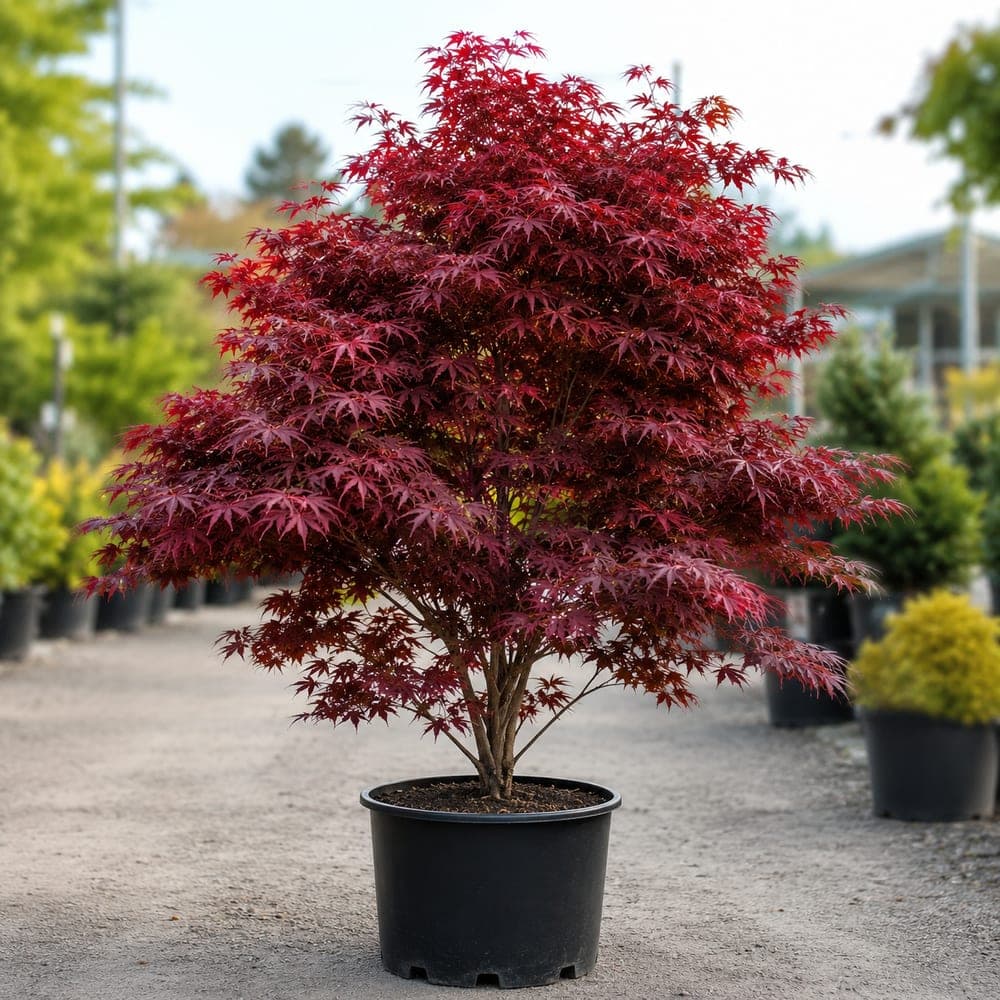 Emperor I Japanese Maple for sale in 7 Gallon pot at BB Blossoms