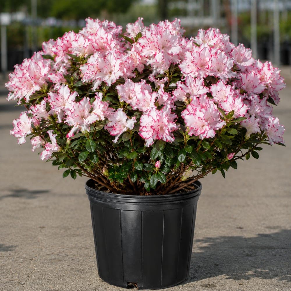 Encore Autumn Angel Azalea for sale in 3 Gallon pot at BB Blossoms