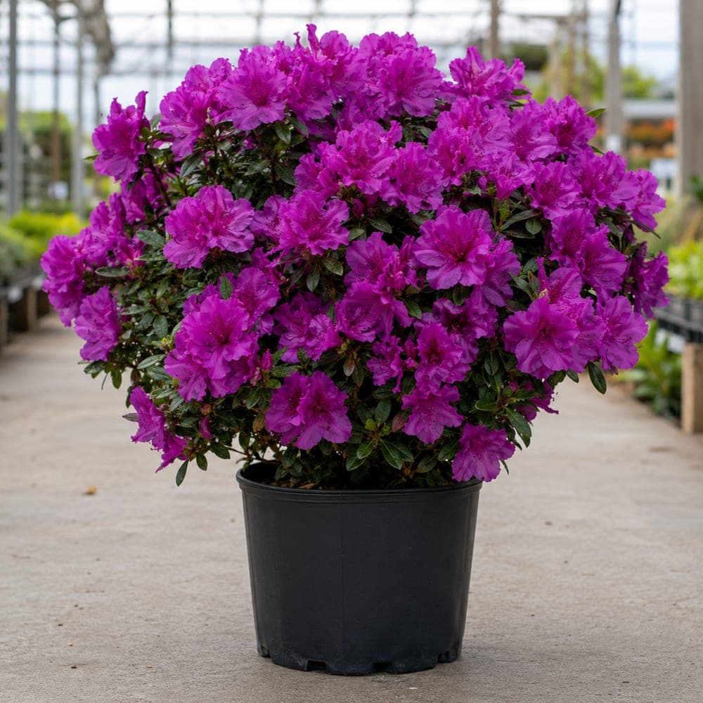 Encore Autumn Bonfire Azalea for sale in 3 Gallon pot at BB Blossoms