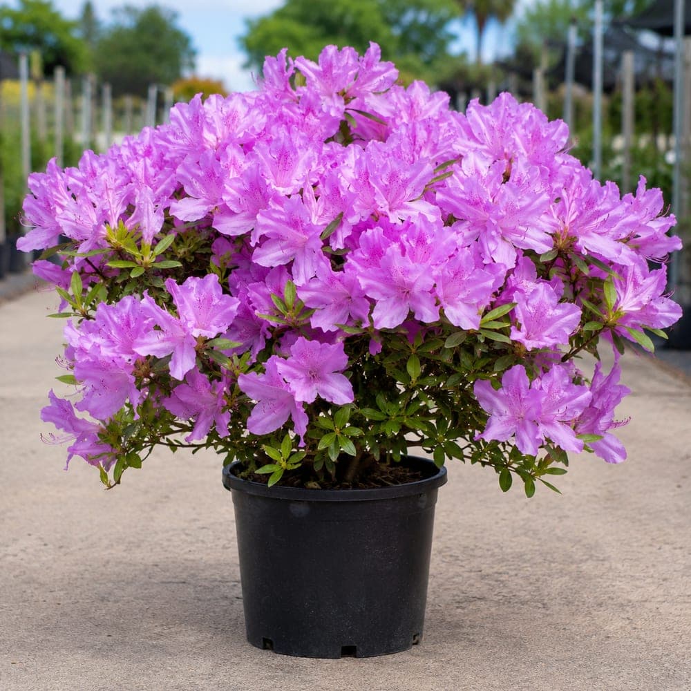 Encore Autumn Embers Azalea for sale in 3 Gallon pot at BB Blossoms
