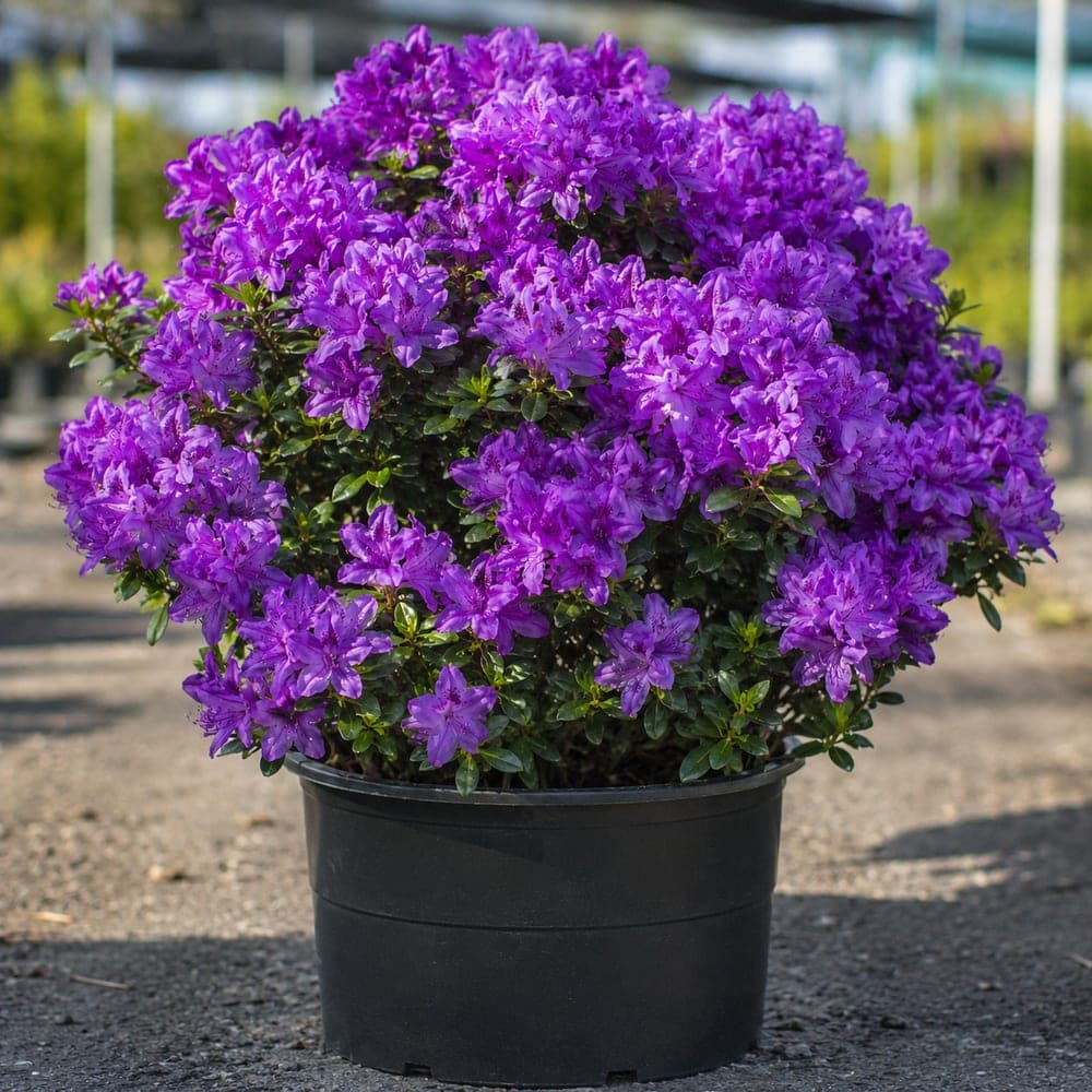 Encore Autumn Royalty Azalea for sale in 3 Gallon pot at BB Blossoms