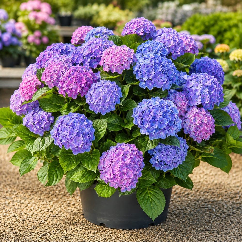 Endless Summer Hydrangea for sale in 3 Gallon pot at BB Blossoms