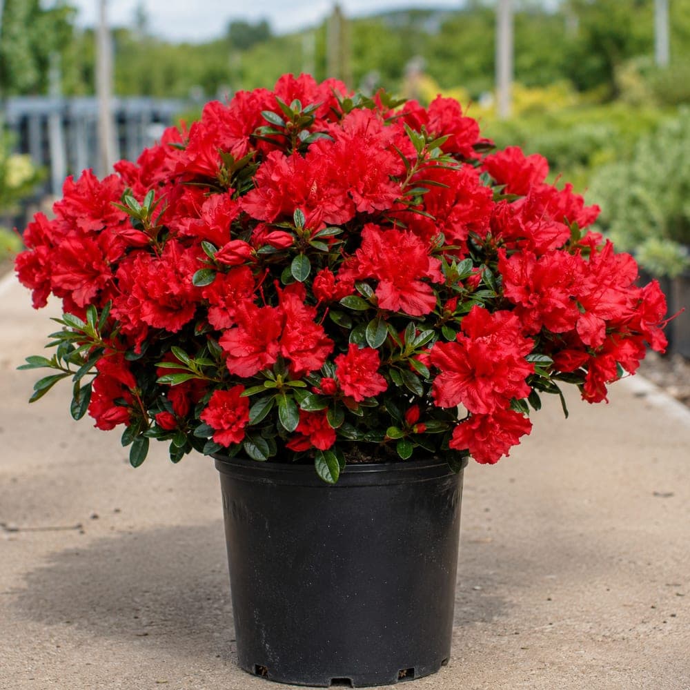 Formosa Azalea for sale in 3 Gallon pot at BB Blossoms