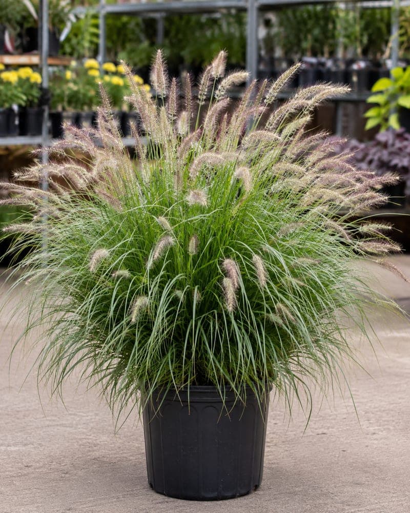 Fountain Grass for sale in 1 Gallon pot at BB Blossoms