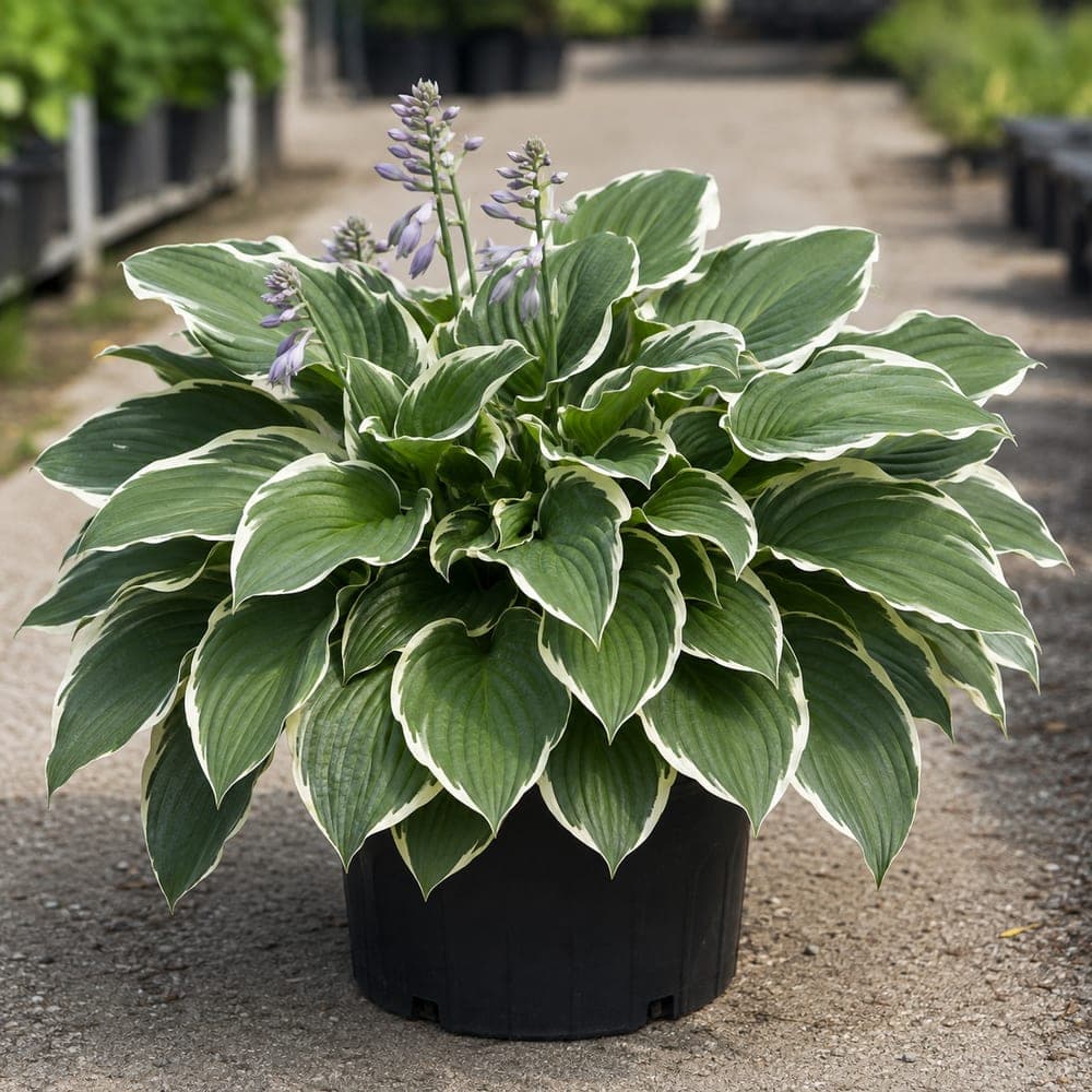 Francee Hosta for sale in 1 Gallon pot at BB Blossoms