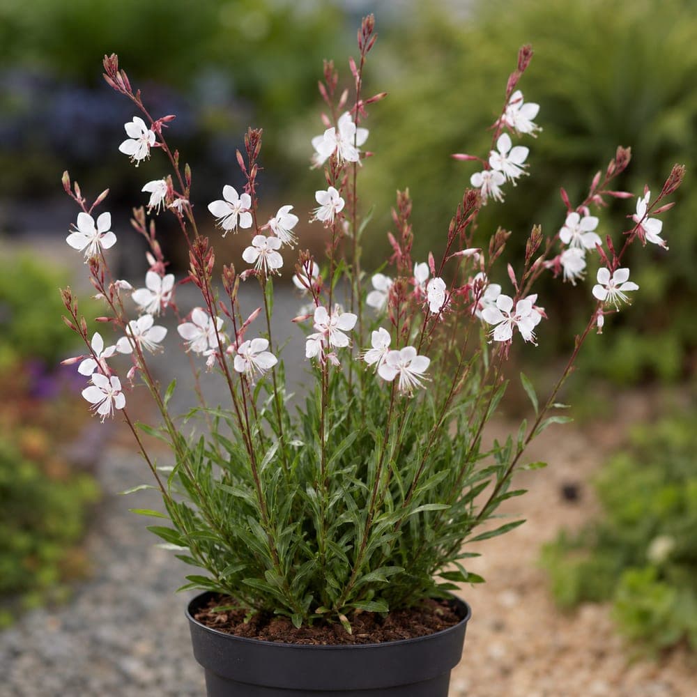 Gaura for sale in 1 Gallon pot at BB Blossoms