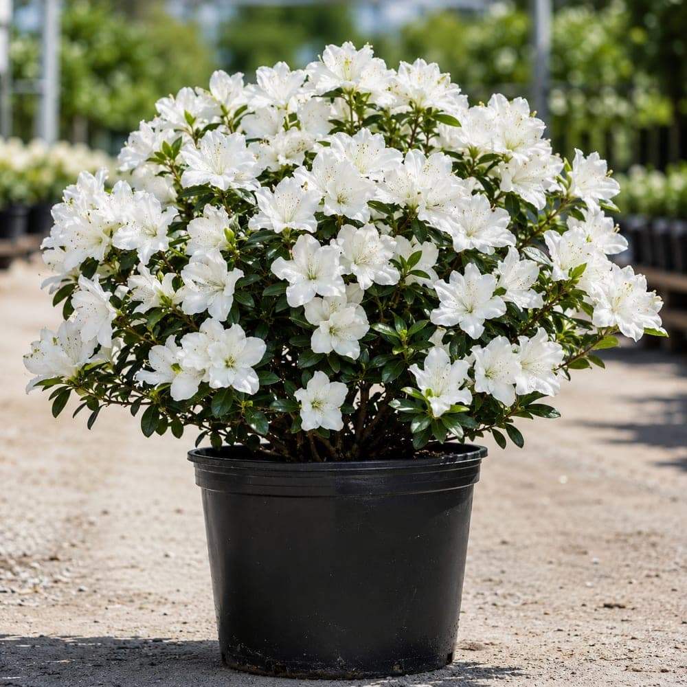 George Tabor Azalea for sale in 3 Gallon pot at BB Blossoms