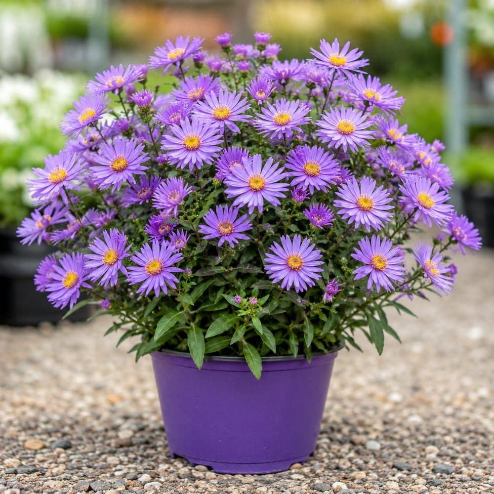 Georgia Aster for sale in 1 Gallon pot at BB Blossoms