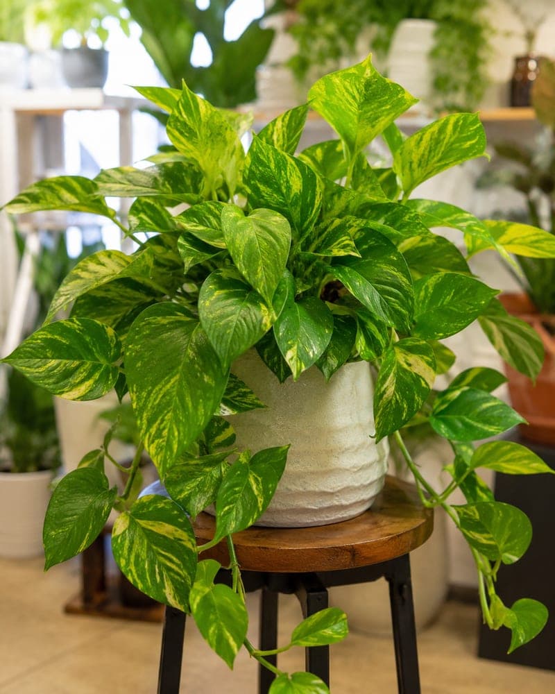 Houseplants at BB Blossoms