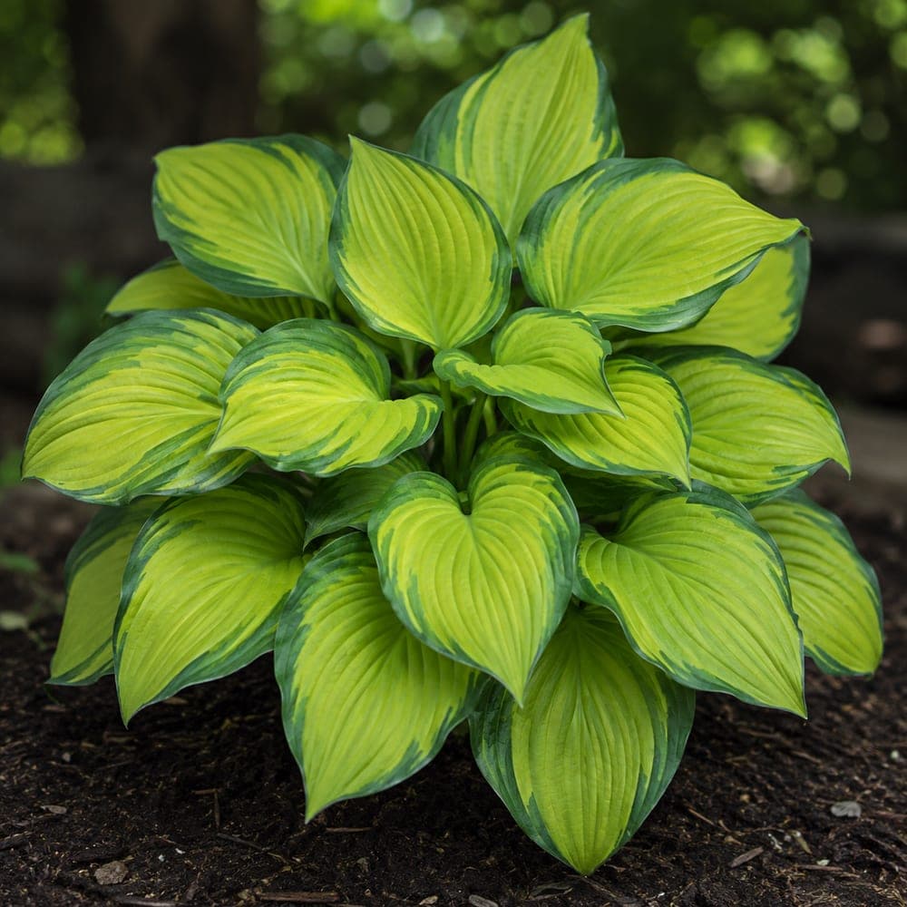 Guacamole Hosta for sale in 1 Gallon pot at BB Blossoms