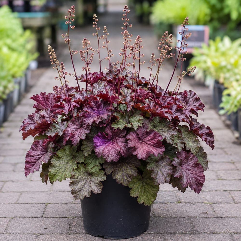 Heuchera (Coral Bells) for sale in 1 Gallon pot at BB Blossoms