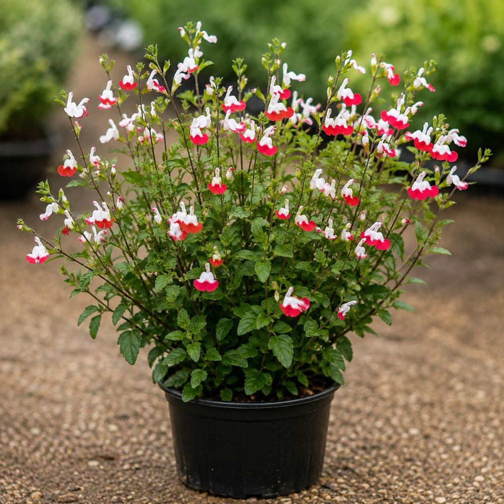 Hot Lips Salvia for sale in 1 Gallon pot at BB Blossoms