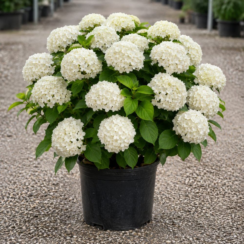 Incrediball Hydrangea for sale in 3 Gallon pot at BB Blossoms