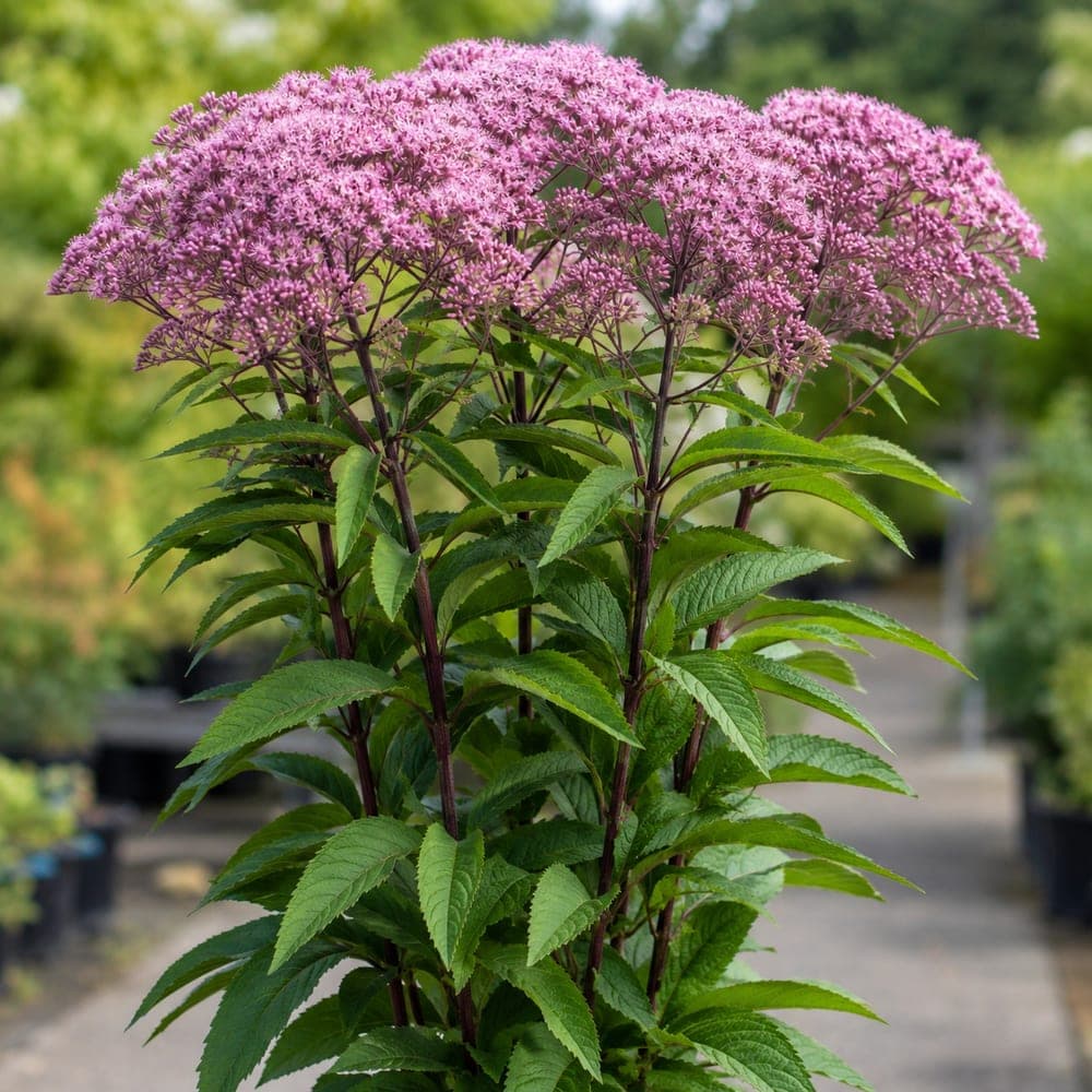 Joe Pye Weed for sale in 1 Gallon pot at BB Blossoms