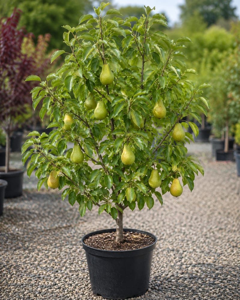 Kieffer Pear for sale in 7 Gallon pot at BB Blossoms