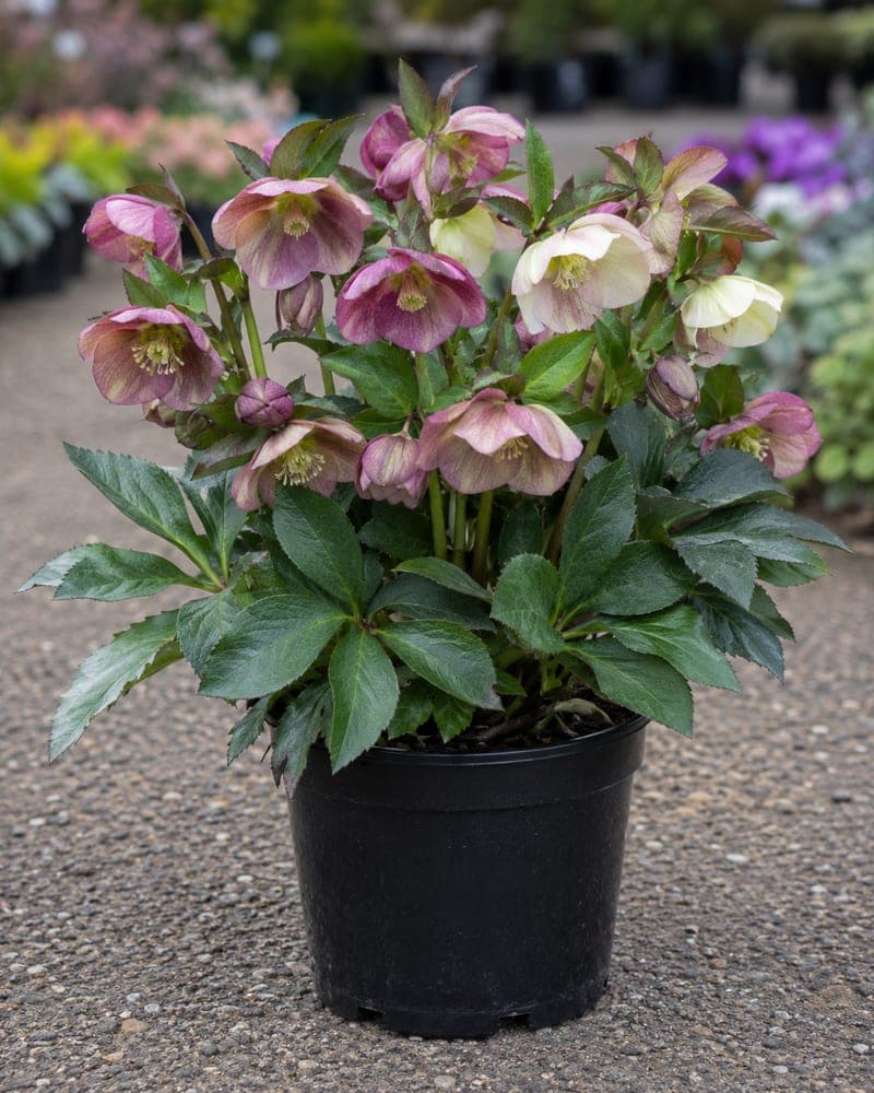 Perennials at BB Blossoms