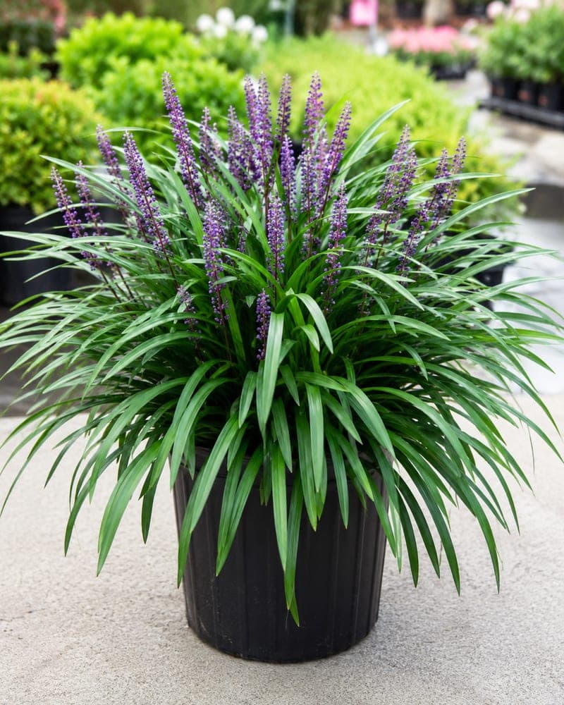 Liriope for sale in 1 Gallon pot at BB Blossoms
