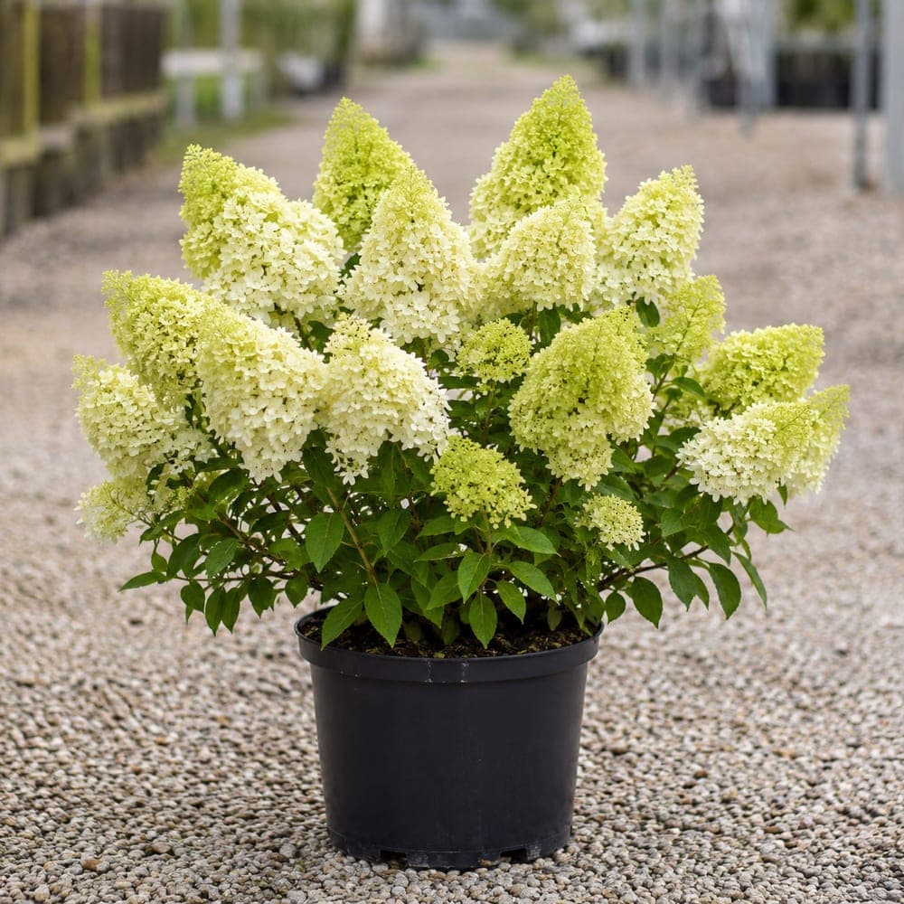 Little Lime Hydrangea for sale in 3 Gallon pot at BB Blossoms
