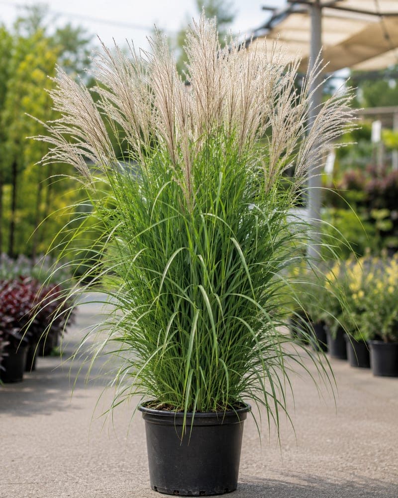 Miscanthus Maiden Grass for sale in 3 Gallon pot at BB Blossoms